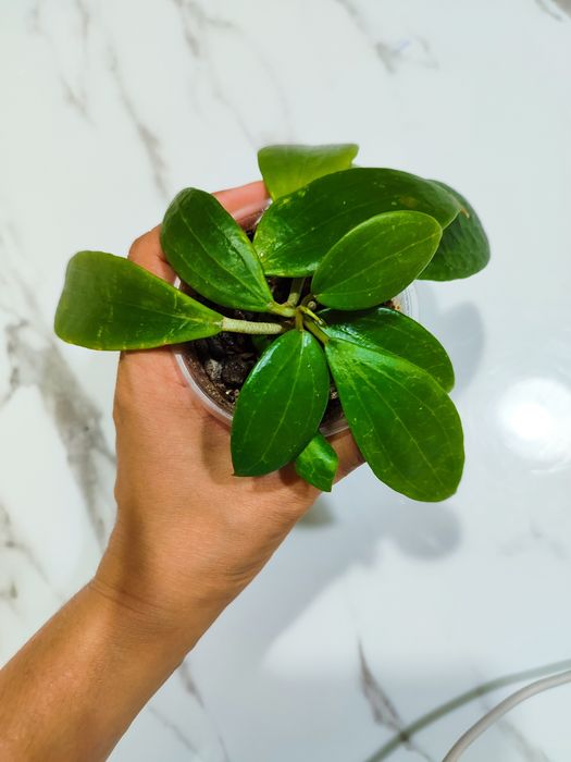 Хойя Глабра         .