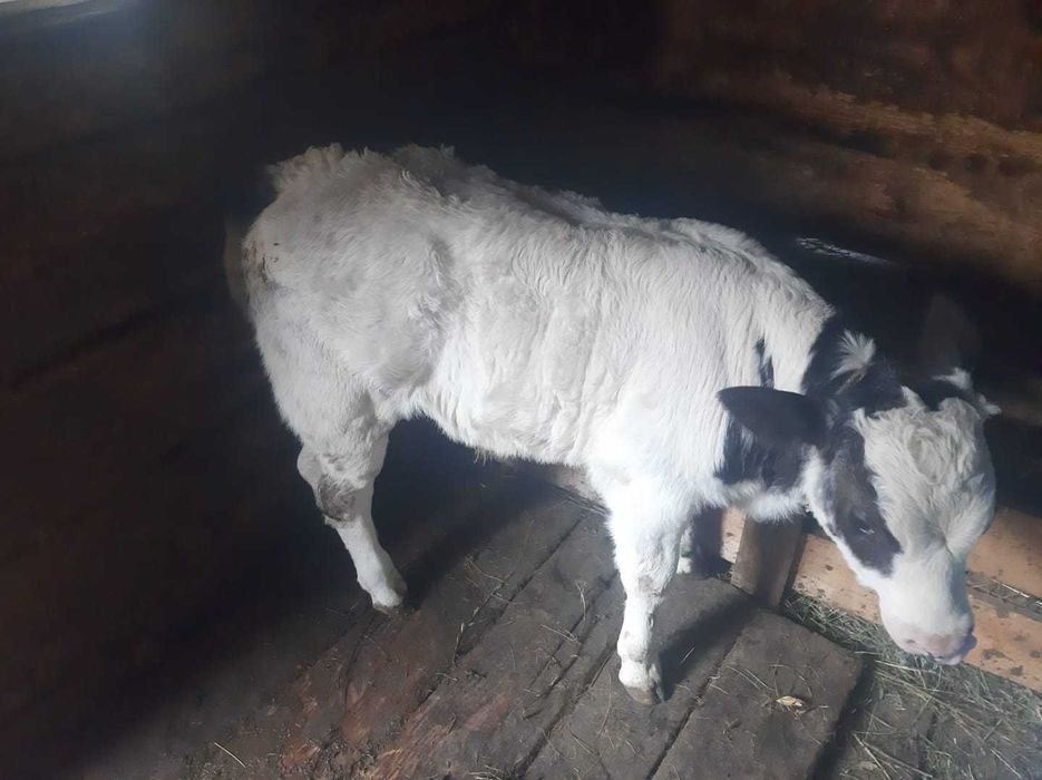 Vaca si vițel de vânzare