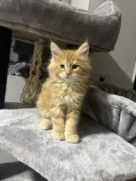 pisicuti M A I N E   C O O N