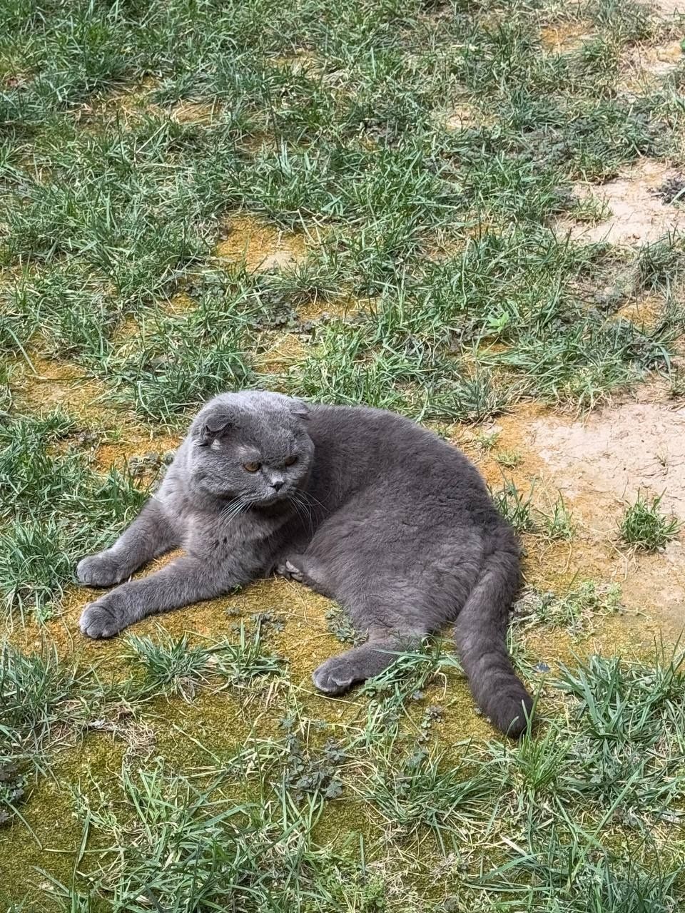 Потерялся Котттт!