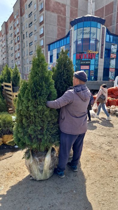 Туи ель сосна можевельник