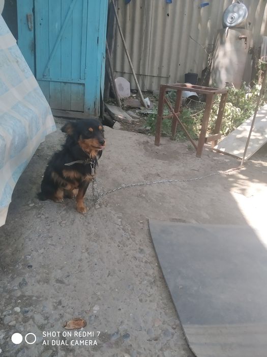 Продам чихуахуа  тип Дир длинношёрстный