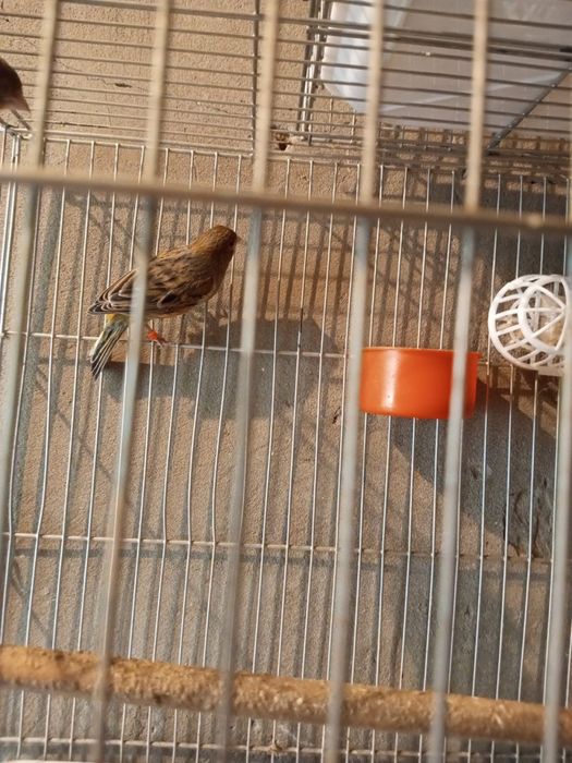 Красный дерево самка moda kanareka kanareyka канарека канарейка