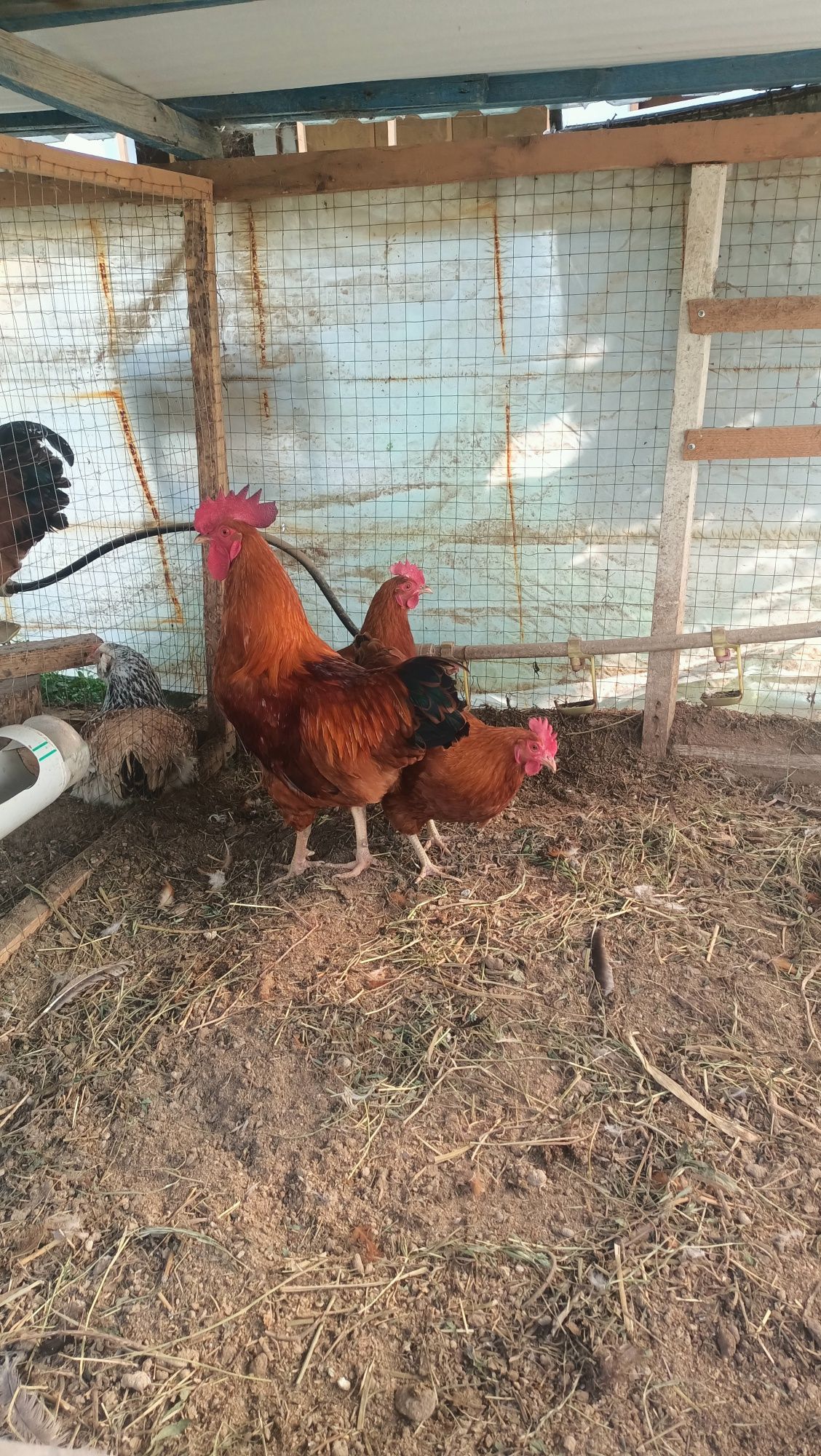 Инкубационнын яйца, Нъю Гемпшир