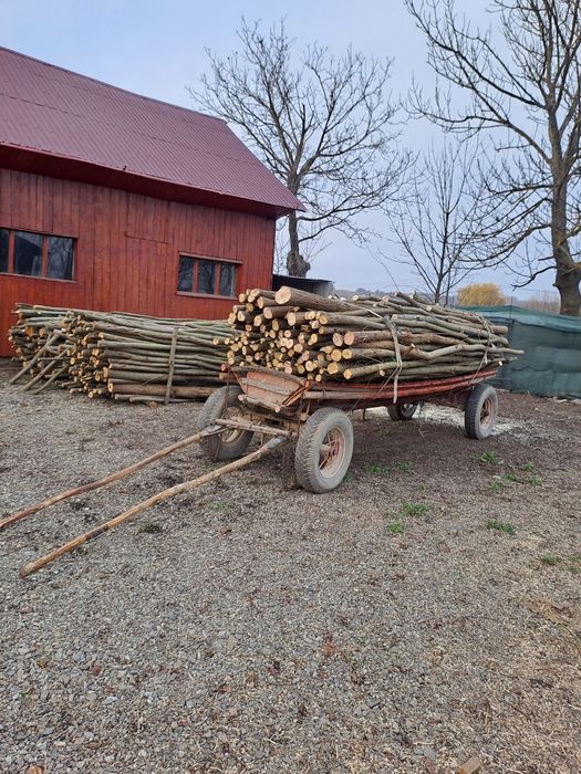 Vând lemne de esență tărie lozie