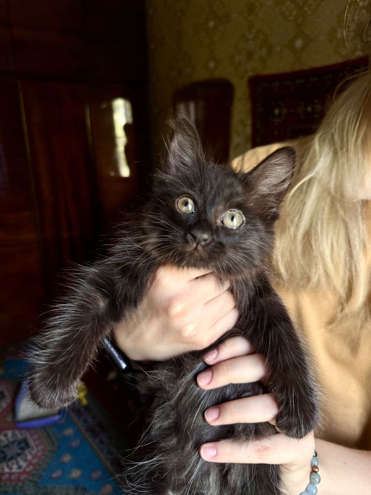 Котенок в добрые руки