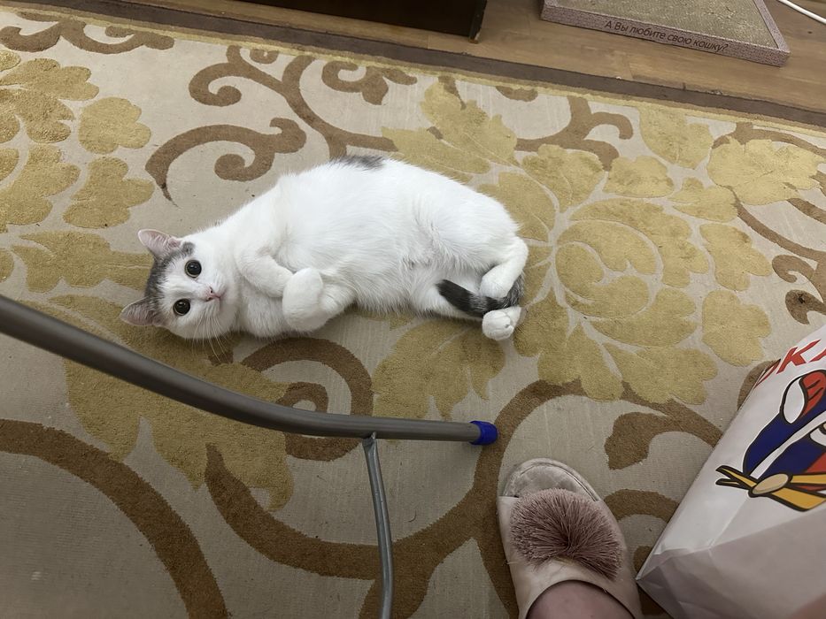 Отдам кошку в добрые руки