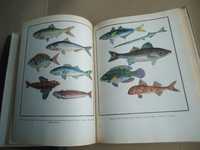 Настольная Книга Рыболова Спортсмена Подробная толстая