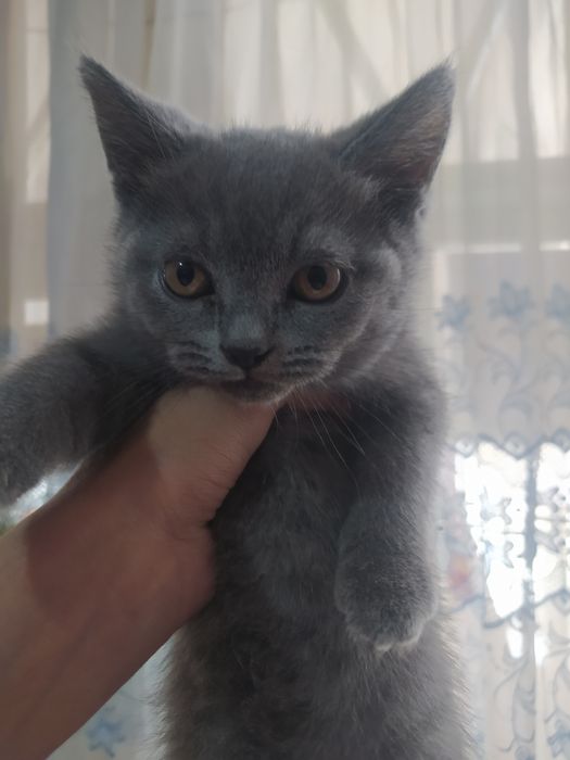 Продаются котята