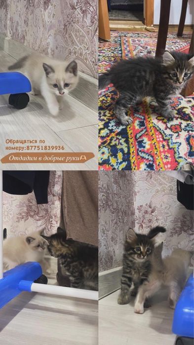 отдам в хорошие руки котят