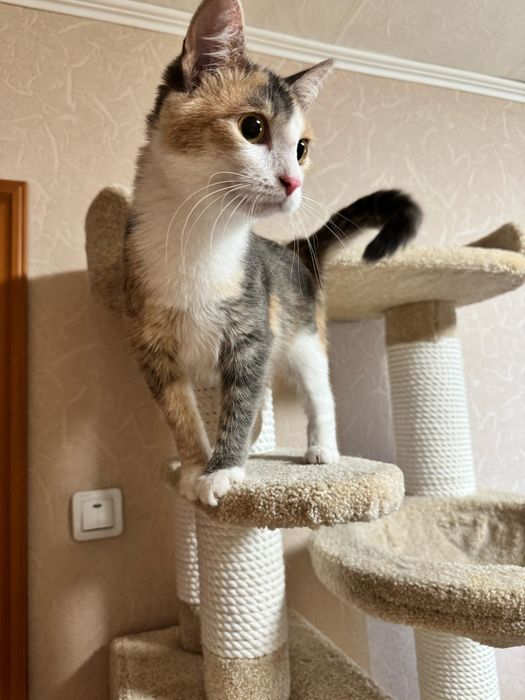 Отдам в добрые руки