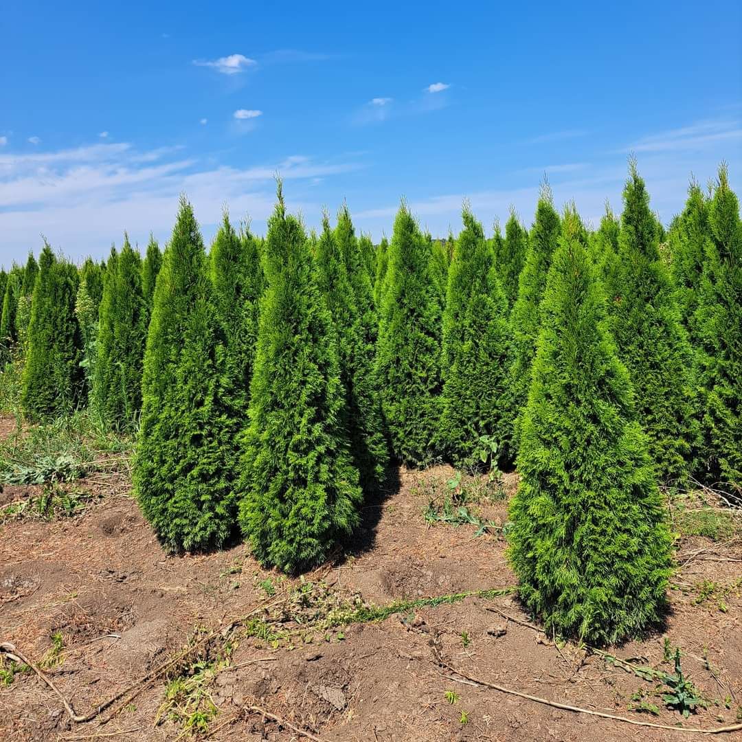 Plante ornamentale aclimatizate cu balot si rulou de gazon