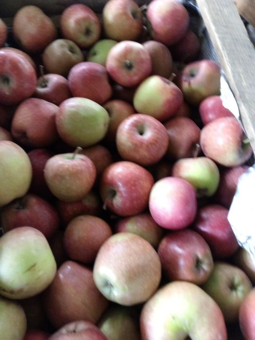 Продам яблоки второй сорт