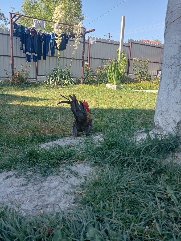 Cocoșel chabo de vanzare
