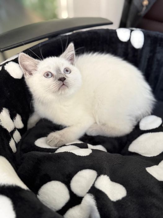 Femela, british shorthair, 3 luni carnet vaccin