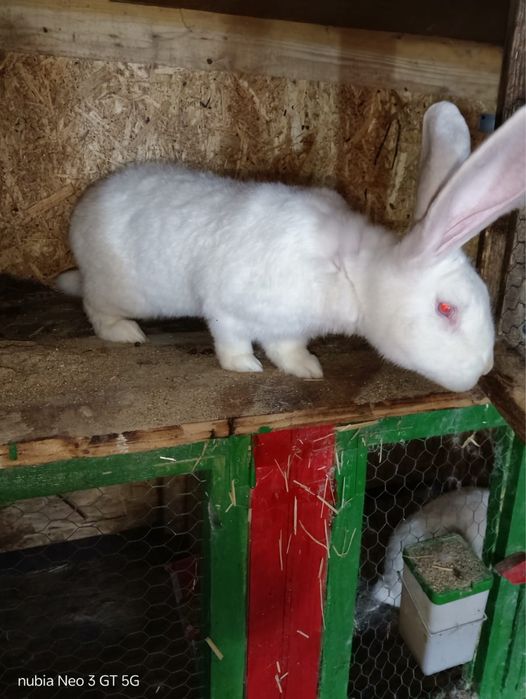 Iepuri urias german alb