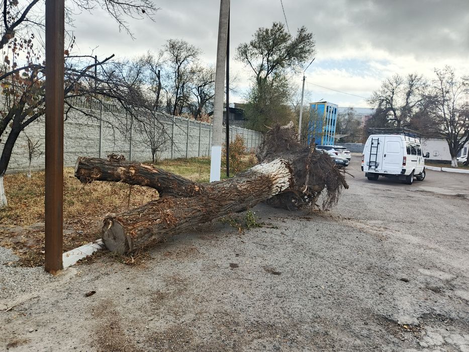 Дерево бесплатно