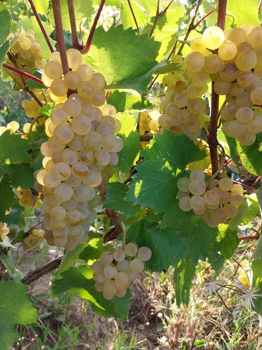 Struguri de vin producție 2025 oferim transport la domiciliu clientulu