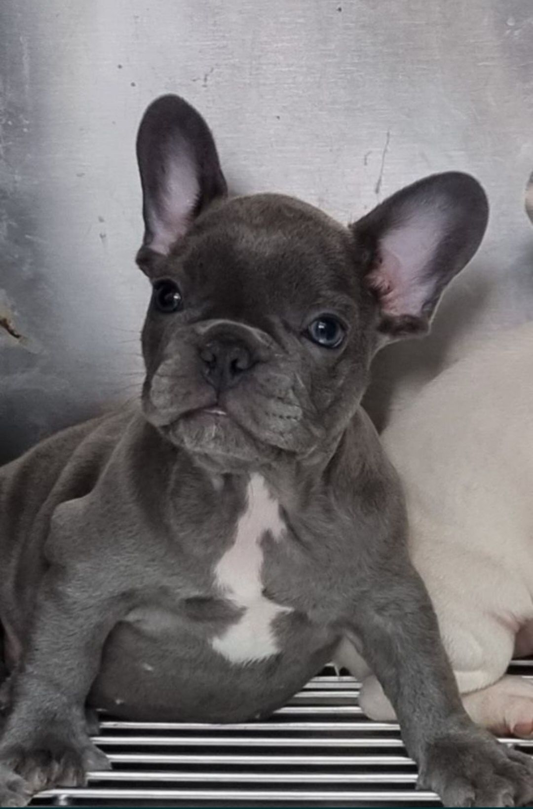 Bulldog francez femela