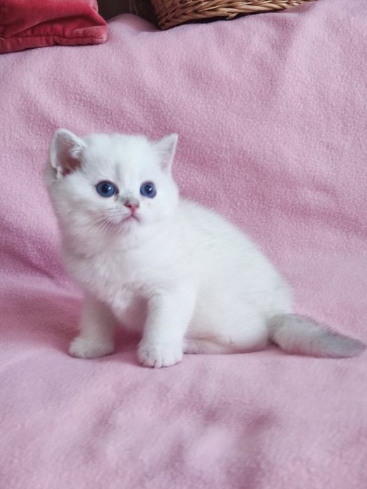 British shorthair NS 11 33  cu ochi  albaștri.