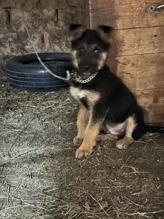 продам немецкая овчарка щенок