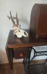Trofee de vanatoare