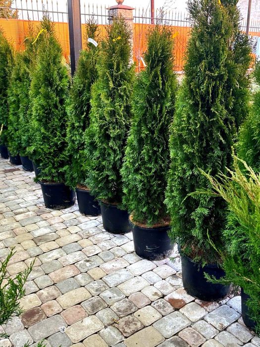 Туя Смарагд с посадкой 1м, 2м, 3м, 4метра