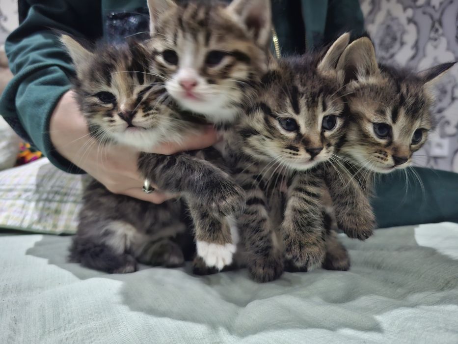 1.5 oylik mushukchalar