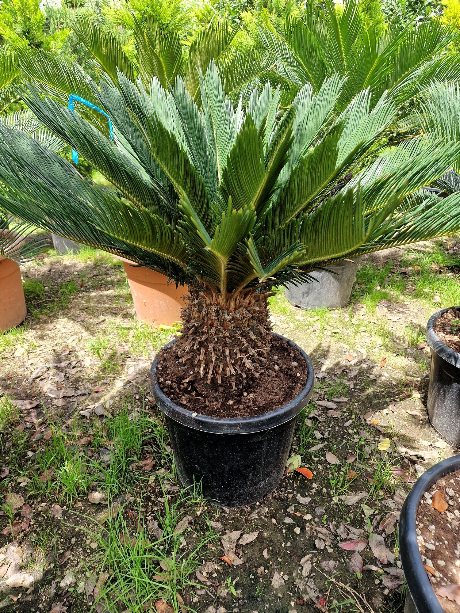 Plante ornamentale,  leylandii, magnolia grandiflora, platan,tei,artat