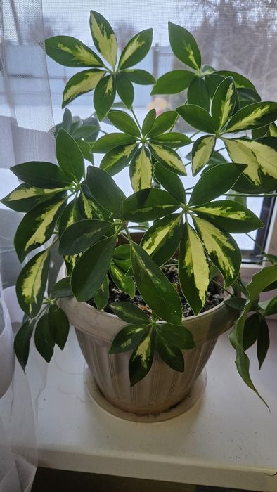 Продам цветок шефлеру