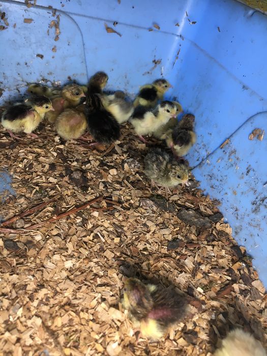 Китайски пъдпъдъци