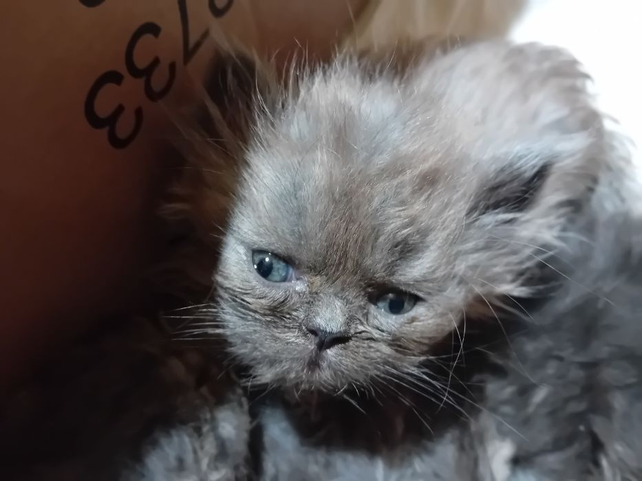 Персийски котки женски и мъжки