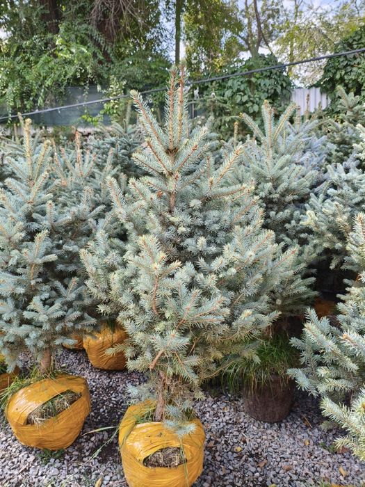 Канадская голубая ель оптом в Алматы, саженцы голубые ёлки.