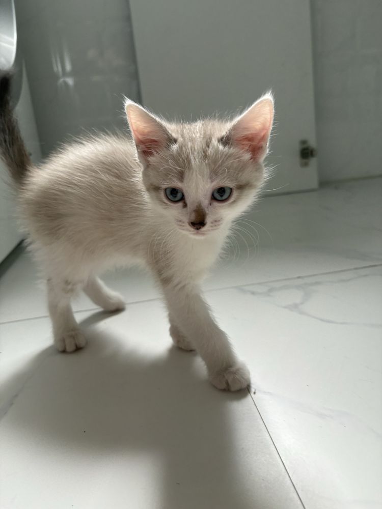 Котёнок ищет дом! Отдам только в хорошие руки!