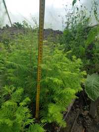 Puiet de Metasequoia (Dawn Redwood) 35-40 cm