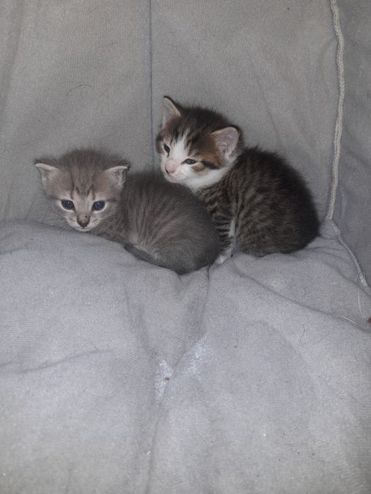 Мысық  таза жаңа туылған