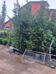 Plante rezistente, creștere sănătoasă, aspect impecabil
