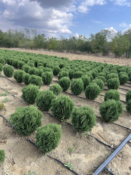Plante ornamentale leylandii maslin mesteacan arizoniva ienupar