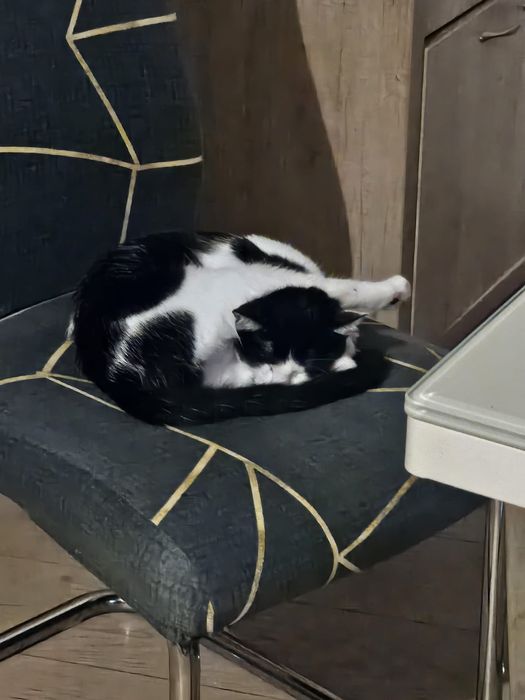 Pisica blândă cuminte