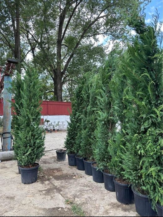 Plante ornamentale și gazon rulou sport, leylandii 2m - 4m gard viu