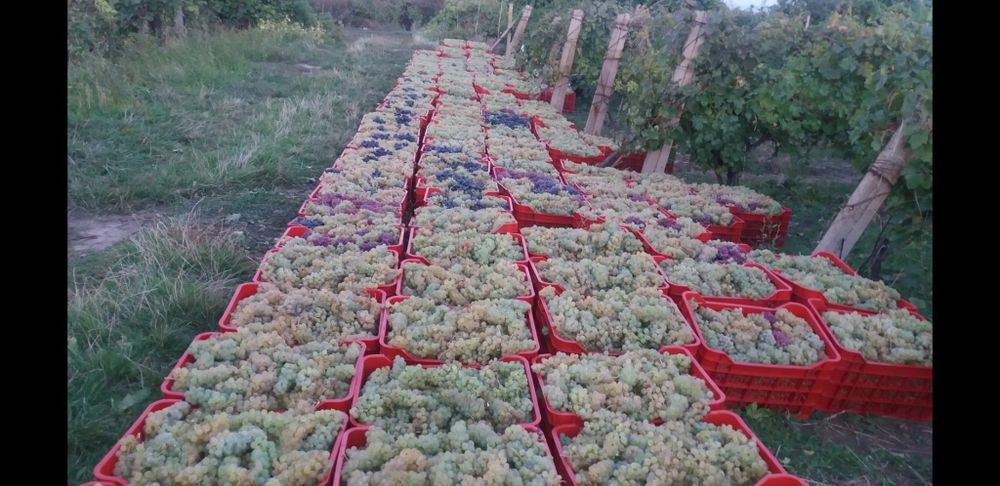 Struguri de vin și de masă
