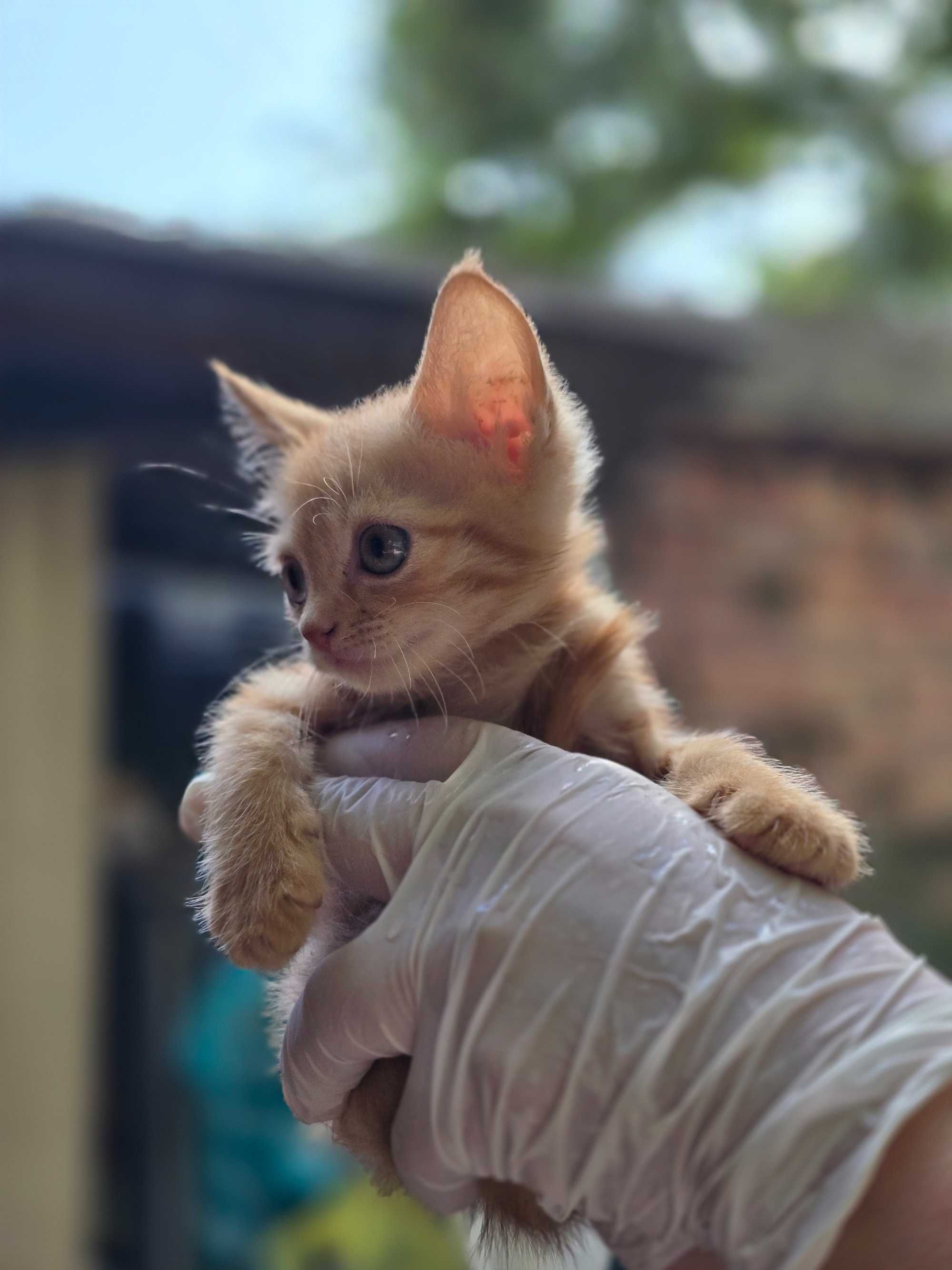Рыжие котята, 1-2 месяца