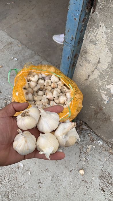 Vand usturoi soi national si chino pentru plantat