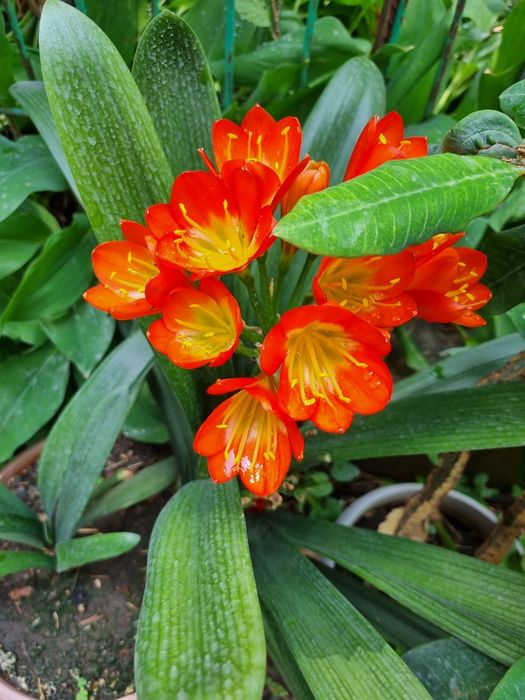 Кливия,комнатное растение,очень красиво цветет