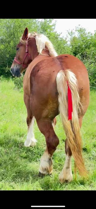 Se vinde mânz si doua iepe