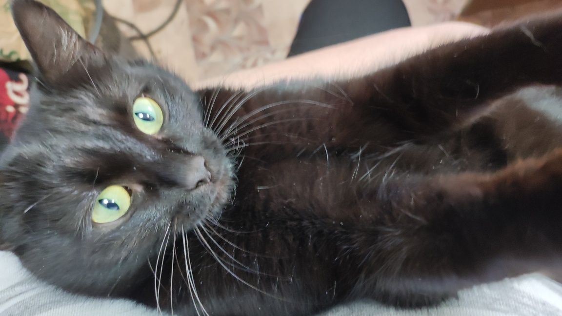 Кошечка ищет ласковых хозяев