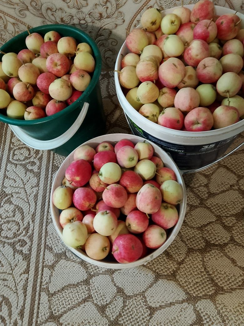 Продам яблоки сорт вкусный