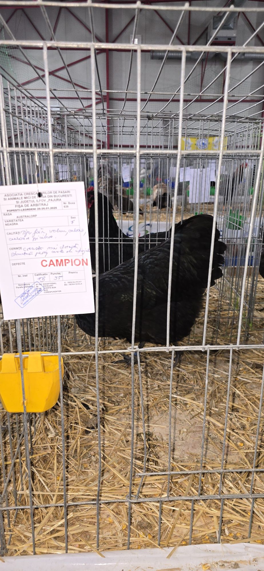 Gaini, pui, oua, Australorp negru și albastru