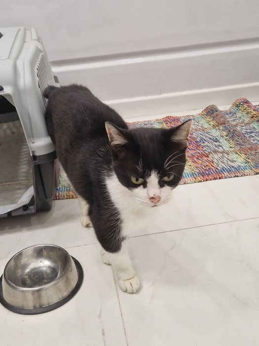 Pisică spre adopție