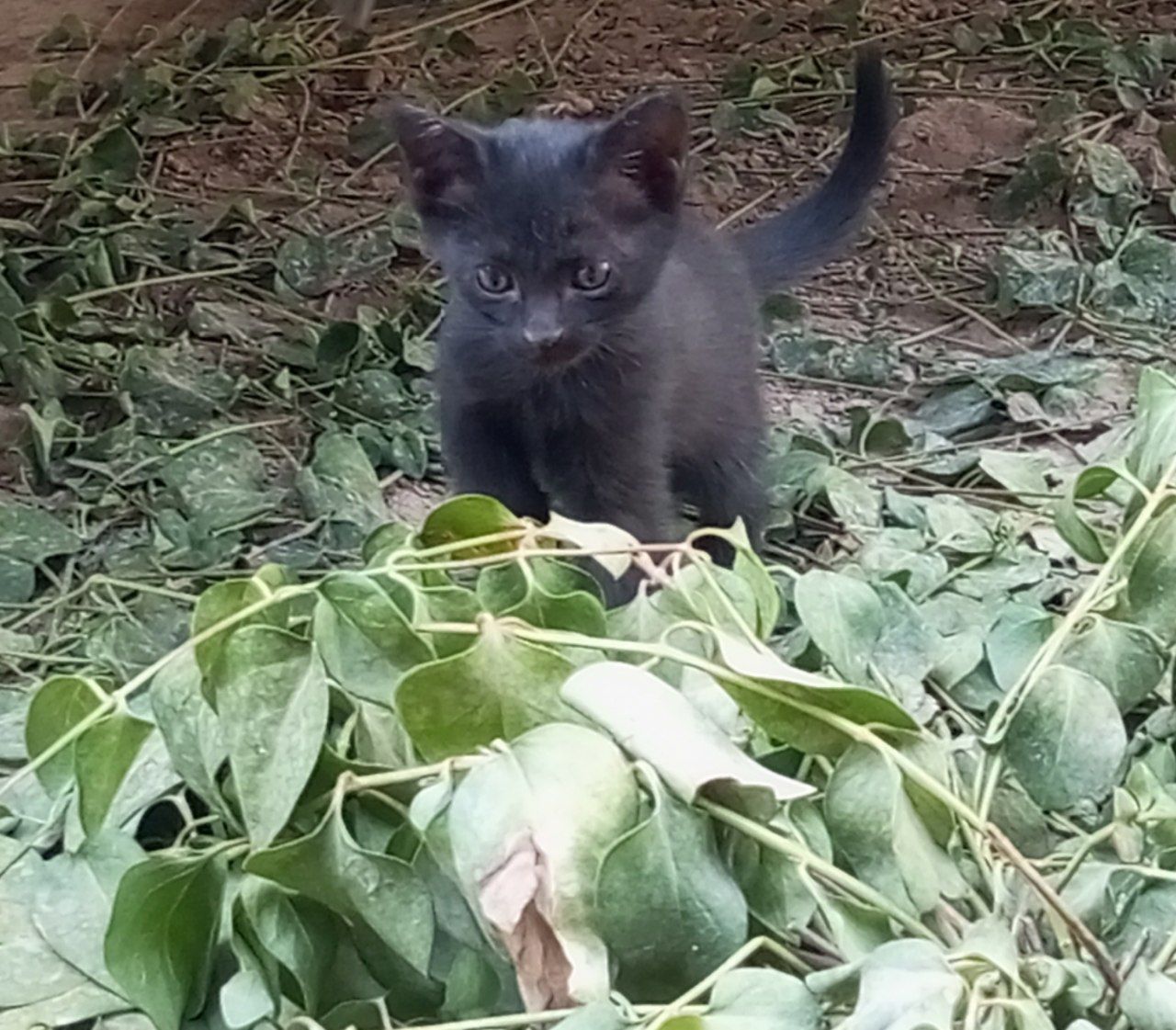 Scottish straight, Русская голубая,black cat,